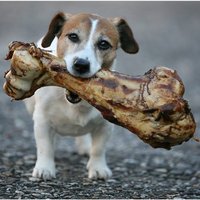 Ko nedrīkst ēst suns?