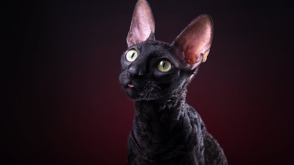 Cornish Rex Kornvolas rekss melns kaķis 