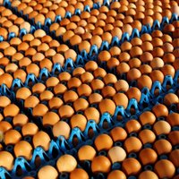 Balticovo: цена яиц упала, результаты у предприятия - не блестящие