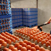 В Латвию поступили 32 кг зараженных фипронилом яичных продуктов