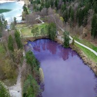 ФОТО. Озеро в Германии окрасилось в пурпурный цвет