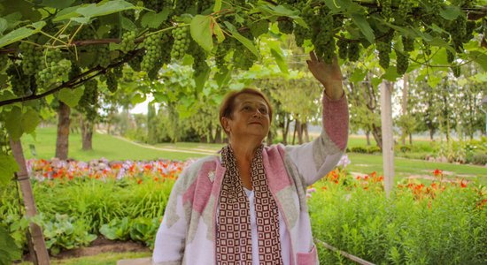 Dvietē krāšņi atdzimis Latvijas vīnogu 'pioniera' Paula Sukatnieka dārzs