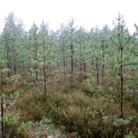 Atbalstu meža atjaunošanai varēs saņemt arī pēc postošām lietavām vai sausuma