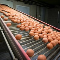 Сети супермаркетов прокомментировали подорожание яиц в Латвии