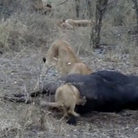 Lauvēns iesprūst, iebāžot galvu bifeļa dibenā