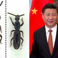 Ķīnā trūdus ēdošu vaboli zinātnieks nodēvē prezidenta vārdā