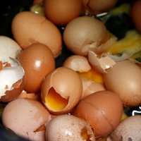 В Германию было поставлено более 28 миллионов яиц с фипронилом