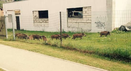 Pēdējo reizi pārvestās mežacūkas redzētas divas dienas pēc to izlaišanas Tīnūžu mežos