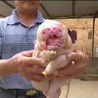 Ķīnā piedzimuši sivēni - Siāmas dvīņi