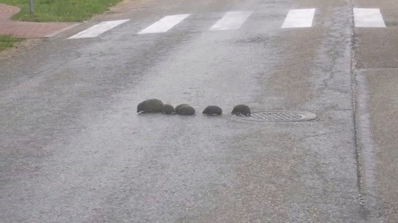 Video: Ikšķilē ežu ģimene dodas līgot
