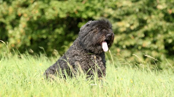 Bouvier des Flandres suns