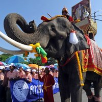 На торжественной церемонии в Таиланде слон затоптал человека