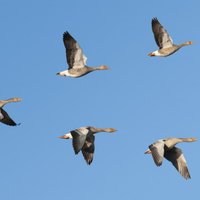 Medības nav efektīvs risinājums sējumu pasargāšanai no migrējošiem putniem, pauž DAP