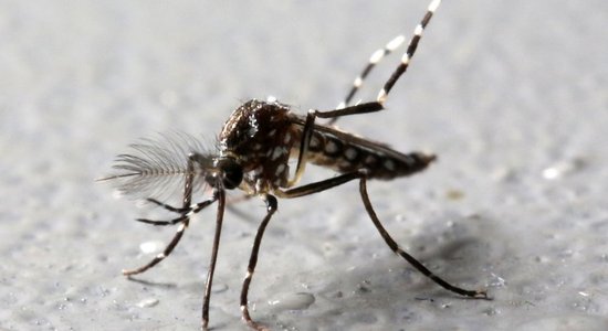 Почему в Европе растет заболеваемость малярией и лихорадкой денге? И как защитить себя в отпуске