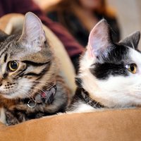 Kaķu izstādē triumfē Ušakova Kuzja un Muris