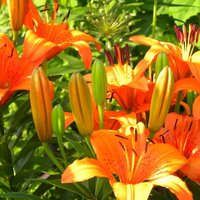 Лилии: восемь мало кому известных фактов про королевские цветы