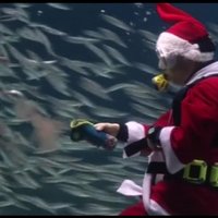 Video: Ziemassvētku vecītis Dienvidkorejā – nirējs un zivju vārdotājs