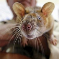 Первыми жертвами глобального потепления среди млекопитающих стали крысы