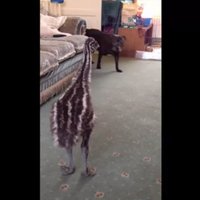 Video: Emu mazulis aicina spēlēties suni un atdarina viņa kustības