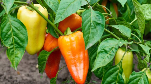 paprika, paprikas