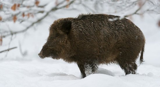 Svētdien būs mainīgs mākoņu daudzums, palaikam nedaudz uzsnigs