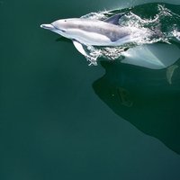 Базу ВМС США защитят морские львы и дельфины
