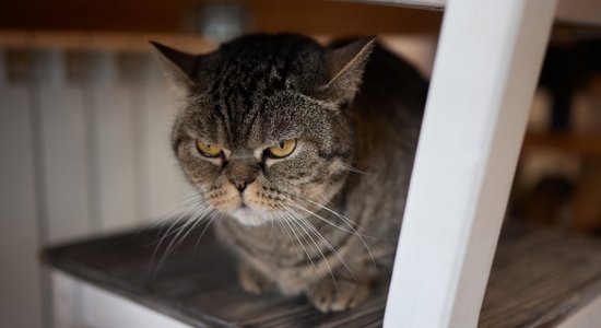 Kaķu zinātne – vai minčiem saimnieki tiešām ir vienaldzīgi