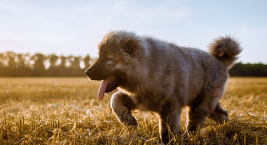 Kā Vidusāzijas aitu suns sadzīvo ar citiem suņiem?