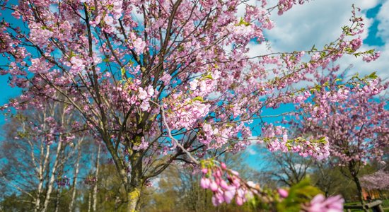 Uzvaras parks papildināts ar 15 jaunām sakurām