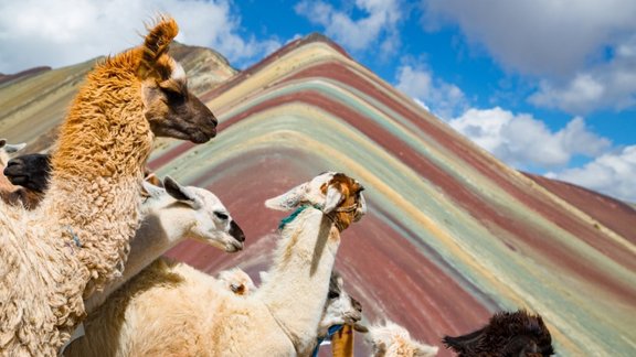 vinicunca,seven,american,scenic,america,llama,peruvian,mountain,