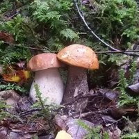 ФОТО: Необычные грибы, которые нашли читатели DELFI Репортера