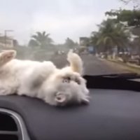 Video: Kaķēns rotaļīgi un nesekmīgi cenšas noķert logu tīrītāju