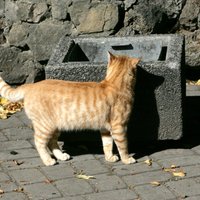Jēkabpils pašvaldība pilsētā izvieto mitekļus klaiņojošiem kaķiem