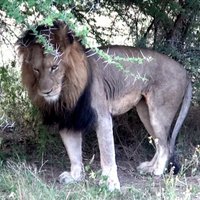 ВИДЕО: Лев набросился на владельца сафари-парка и был застрелен