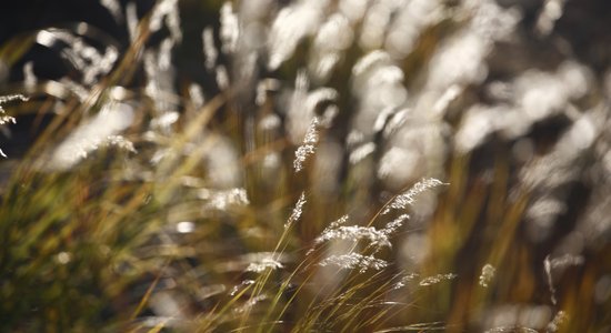 Rīgā ierīkotas desmit jaunas pilsētas pļavas ar īpaši ievāktiem sēklu maisījumiem