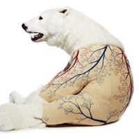Mākslas projekts: Lāči, kas ietērpti jocīgos kamzolīšos