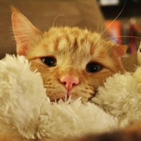 Iedvesmojošs stāsts par Benbenu – iespējams, skumjāko kaķi pasaulē