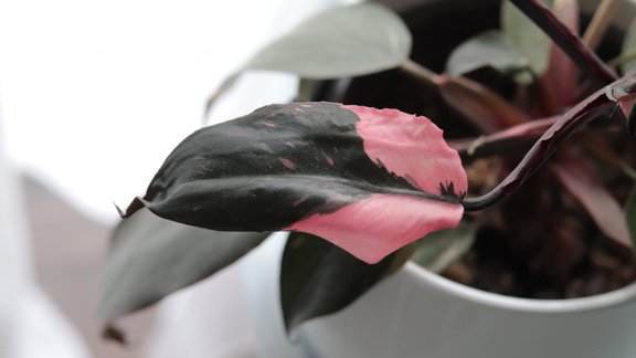 telpaugs, Philodendron 'Pink Princess'