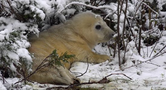 Roņu mamma Krista Rīgas zoo laidusi pasaulē ņipru mazuli