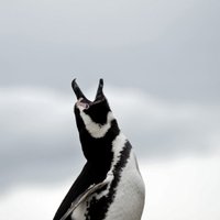 Пингвин ежегодно проплывает 8000 км ради встречи с бразильцем