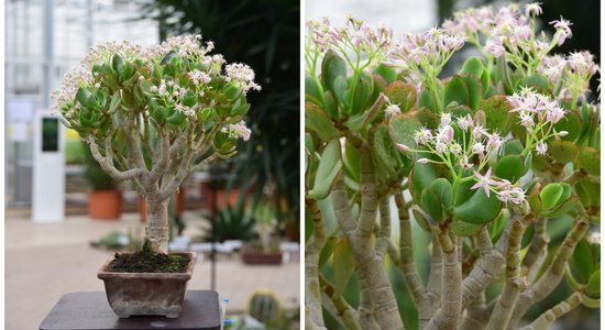 Foto: Nacionālajā botāniskajā dārzā krāšņi uzziedējis bonsai naudas koks