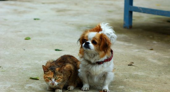 Uzvedības problēmas pekinietim