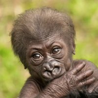 Foto: Kā gorillu omīte rūpējas par mazbērniņu