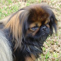 Suņu šķirne: pekinietis