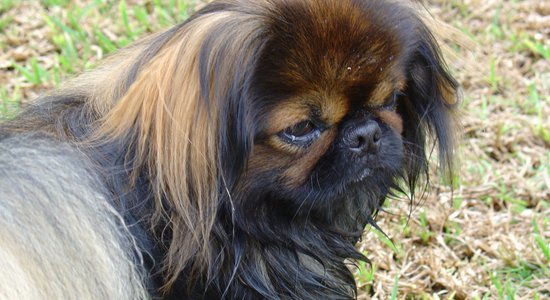 Suņu šķirne: pekinietis