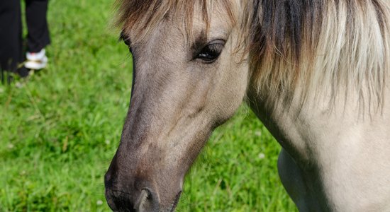 В Краславском крае спасли упавшую в яму лошадь