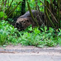 Ar lokiem varētu medīt bebrus un vārnas