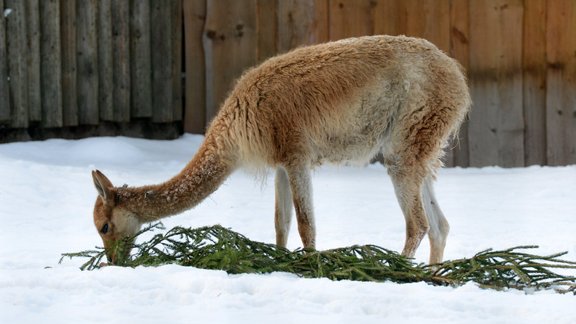 Zoodārza dzīvnieki našķojas ar eglītēm - 6