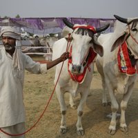 Indijas hinduistu grupējums aicina izveidot govju ministriju