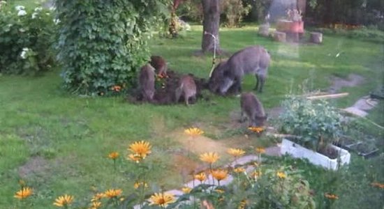 Nelūgtie dārznieki jeb Rīgas dome mežacūku problēmu uzgrūdusi ikšķilniekiem